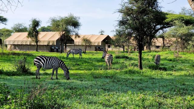 Africa Safari Ngorongoro Ndutu Camping