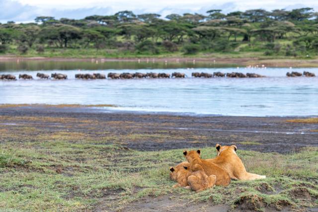 Africa Safari Ngorongoro Ndutu Camping