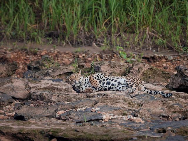 Tambopata Research Center