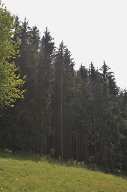 Treehouse Velké Losiny