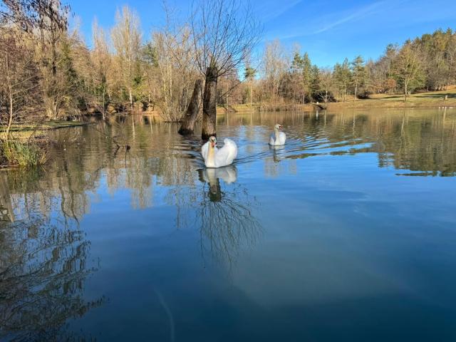 Il Lago dei Cigni - Glamping & Restaurant