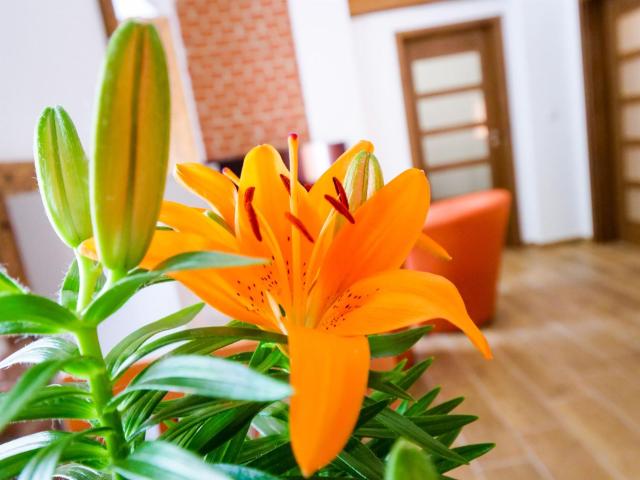 Apartmány 13 Přízemí 1