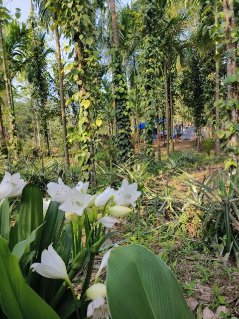 SafarnamaStays Homestay & Camping Warichora Meghalaya