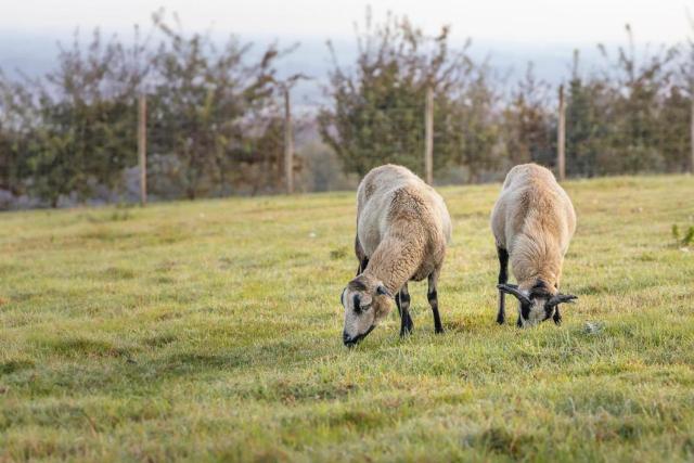 Emplacement Tente à la Ferme accès sanitaire