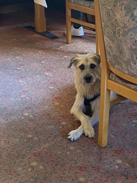 Hotel & Gasthof Hubertushöhe - Ihr Hotel für Urlaub mit Hund