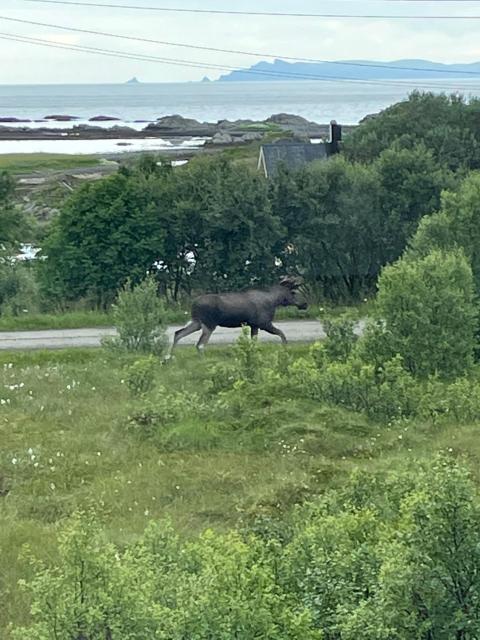 Sommerfjøs Ranchen