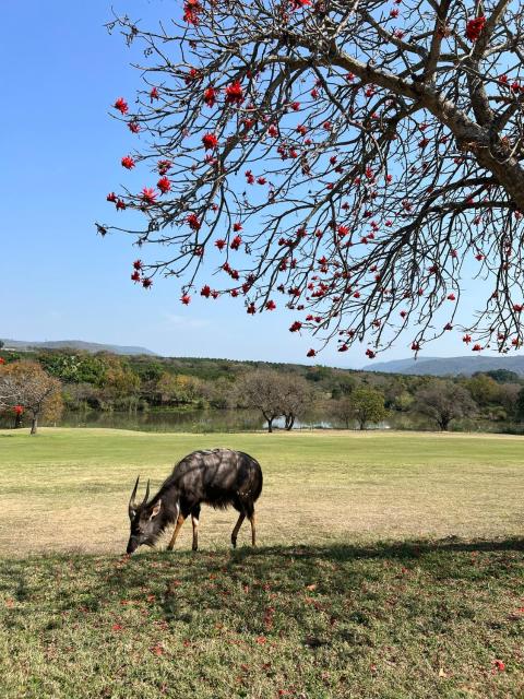 Ezulwini - Kruger Park Lodge Golf Estate
