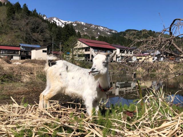 わくわく自然体験の宿ゲストハウス山楽
