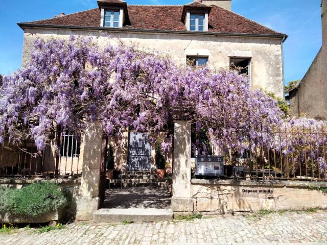 Les Glycines Vézelay