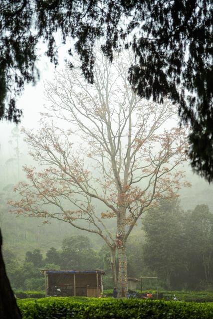 Hostyard Plantation Hostel near Munnar