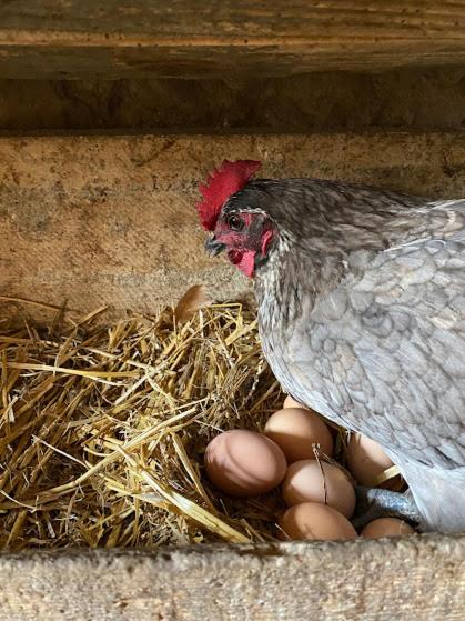Gîtes à la ferme idéal en couple, famille ou amis