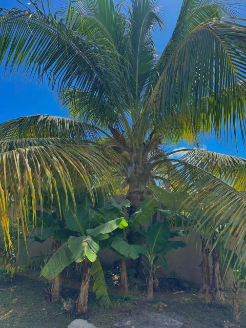 Villa Soleil des Caraïbes
