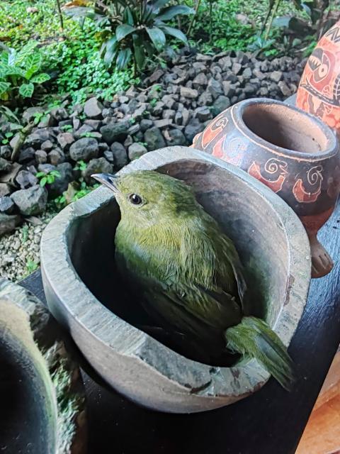 La Ceiba Tree Lodge