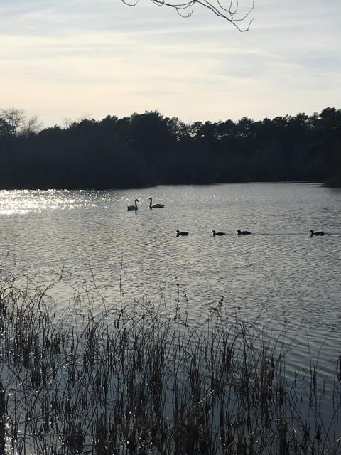 Hamptons Retreat in Quogue with Pool & Tennis - 90min from NYC