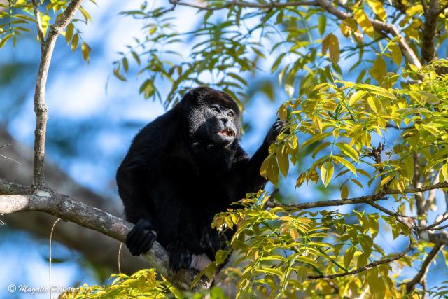 Casa La Paz, Paix, Jungle, Singes, Piscine à Atenas