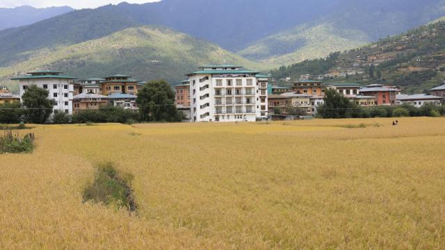 Golden Paddyfield