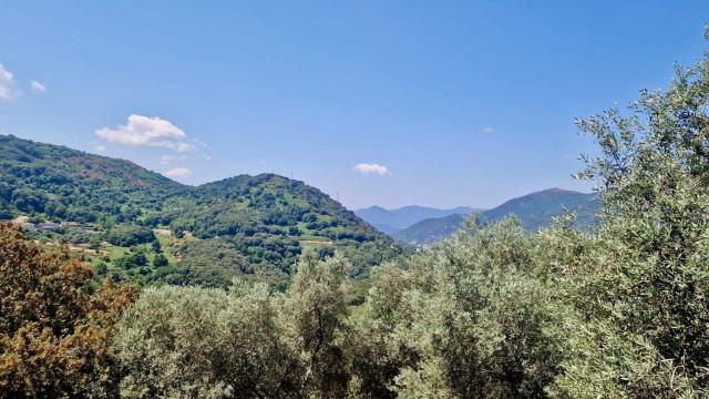 Appartement au coeur des oliviers
