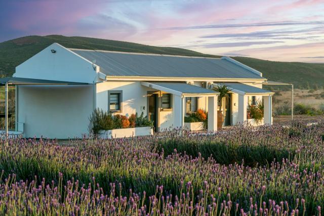 Karoo Lavender