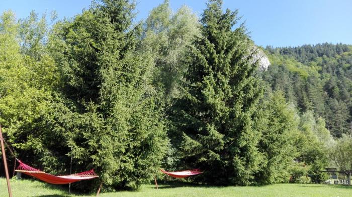 Pensiunea Alpin