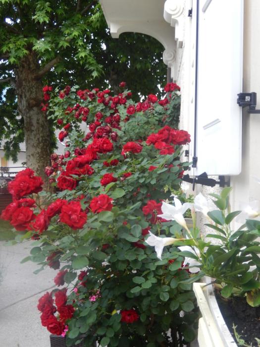 Rose Garden Apartment Bovec