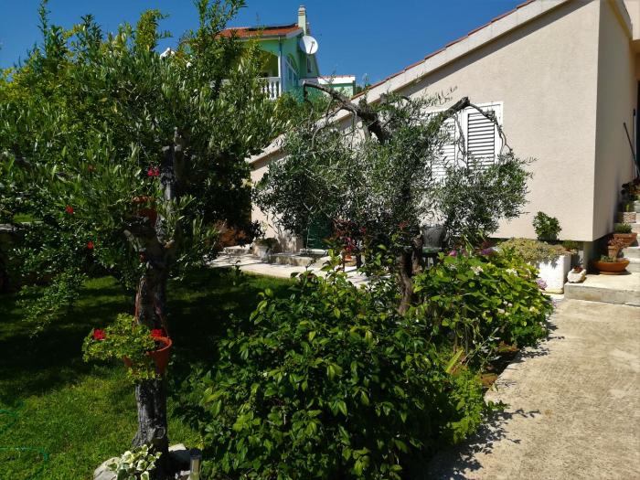 Olive grove