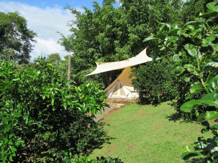 Alouatta Playa Coyote