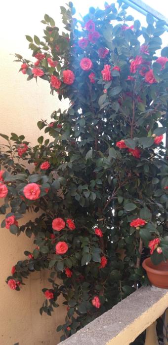 Apartmani Radovic 2
