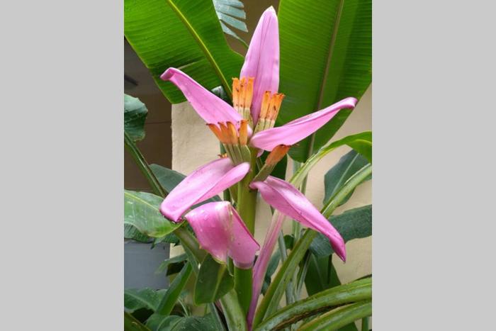 Tower Studio in the Treetops in Altos del Maria Panama