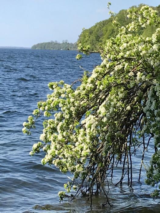 Schweriner See