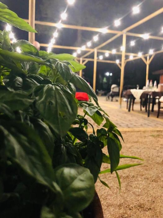 Fattoria Il Noce B&B