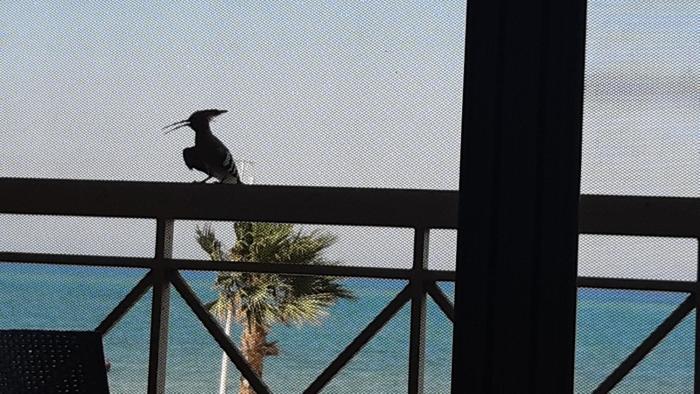 بسين فيو 307 ارضى