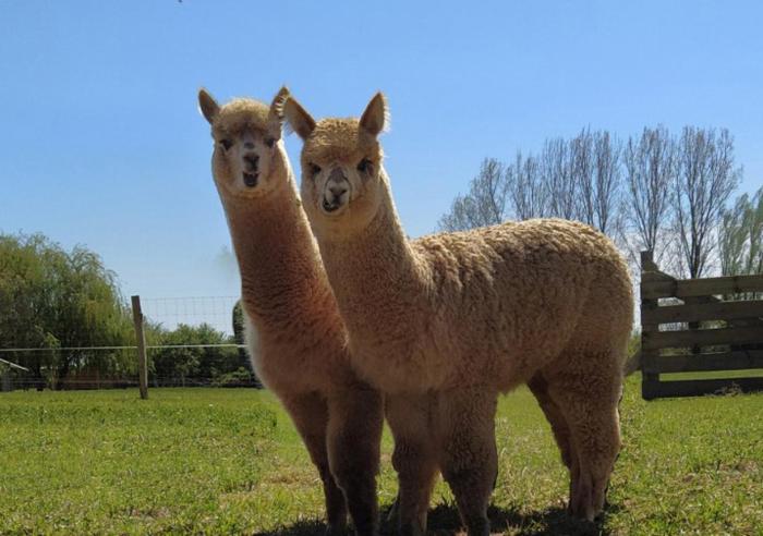 Domaine Ramonjavel, glamping & alpacas