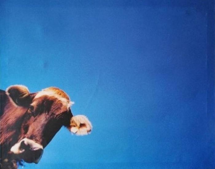 Zur sonnigen, eleganten Kuh