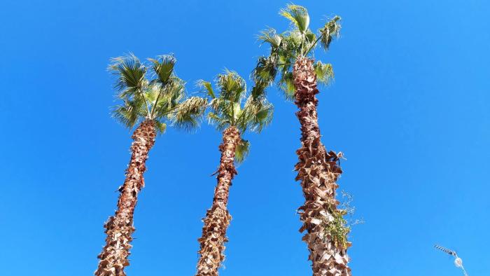 Le 3 Palme by WhiteRoomSalento