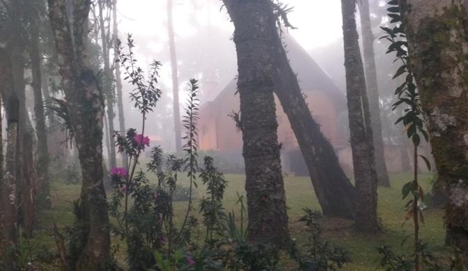 Bosque das Araucárias