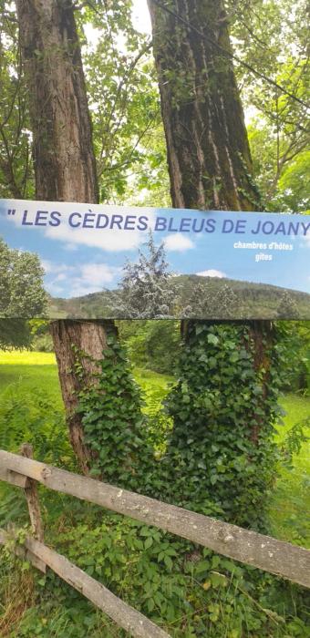 Cèdres Bleus de Joany chez Nathalie
