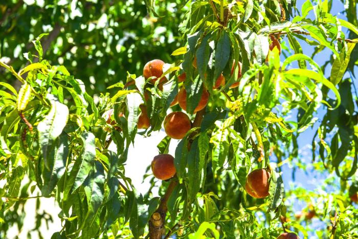 Lovely Apartment w AC + Bath. + Kitchen + Parking and Garden