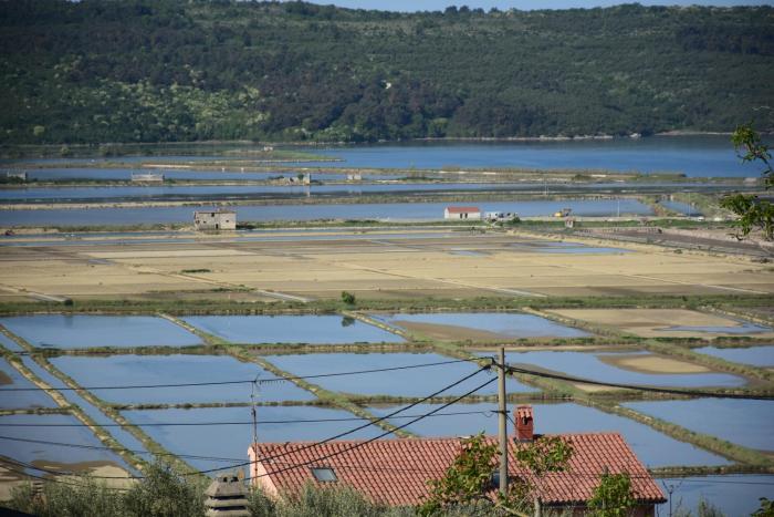 Apartment Burja with Olive Grove & Salt Pans View