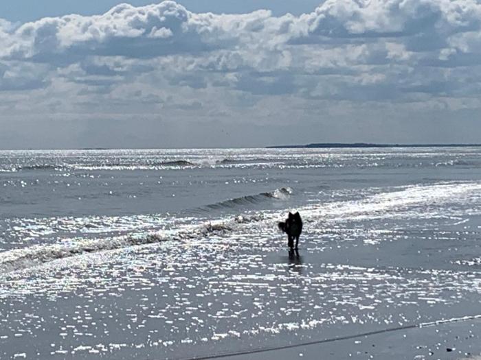 Ferienwohnungen Göhren Urlaub mit Hund