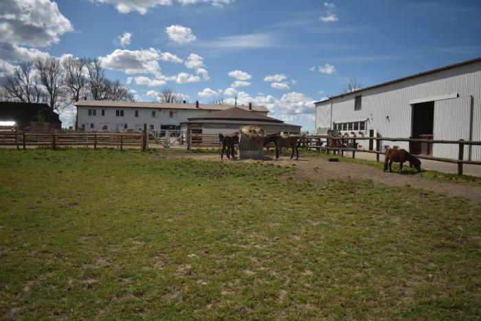 Idylle auf dem Reiterhof bei Husum