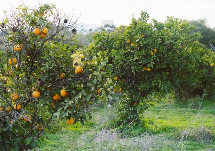 JB - Monte João Moleiro With Shared Pull