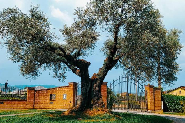 Casolare LAntico Olivo