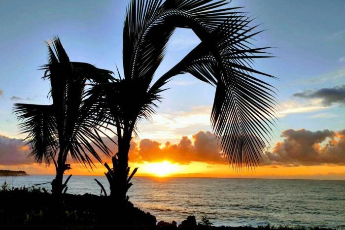 Pahoa Paradise Palms