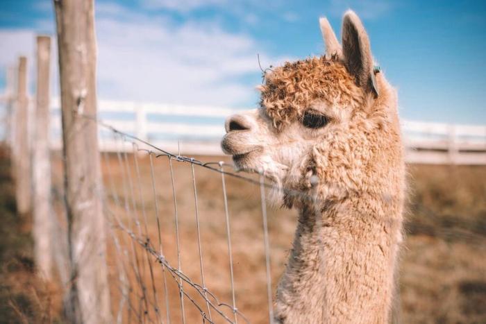 Cooranbong Farm Stay-7 Bedrooms Cottage with Pool and Tennis Court