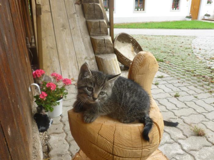 Ferien am Land - WALDBAUER