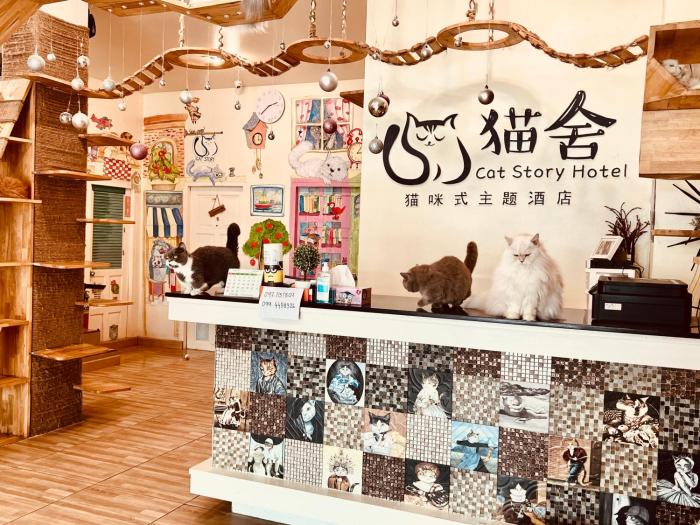 Cat Story Hotel
