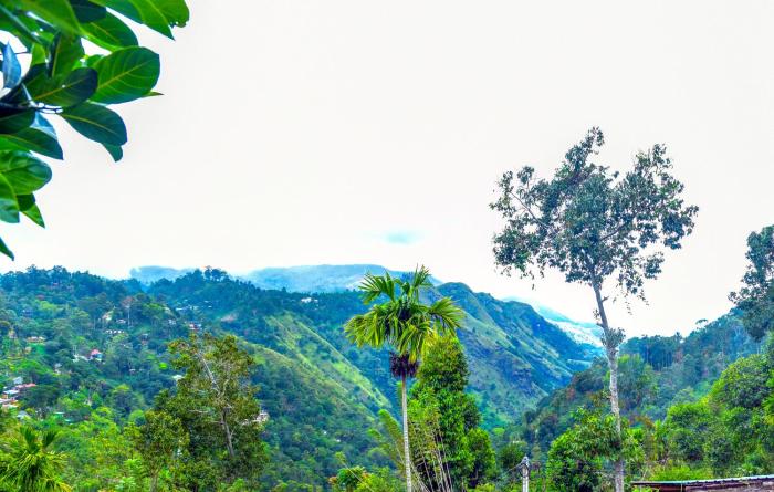 Ella Nimal Nest Inn