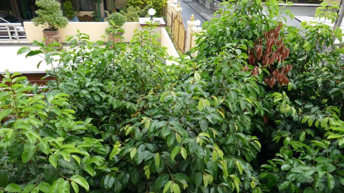 Influencer Dream Bangkok