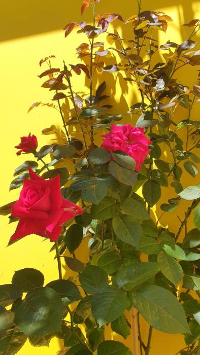 HEART OF BELGRADE cozy LUX APARTMENT