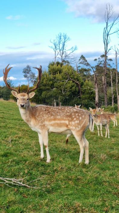 Wallys Edge 20acre Farm Stay